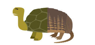 an illustration of a  tordillo
